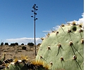 Nopal and agave near Magdalenas